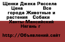 Щенки Джека Рассела › Цена ­ 10 000 - Все города Животные и растения » Собаки   . Ханты-Мансийский,Нягань г.